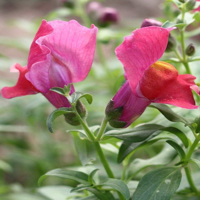 Antirrhinum Pink- SEASONALS