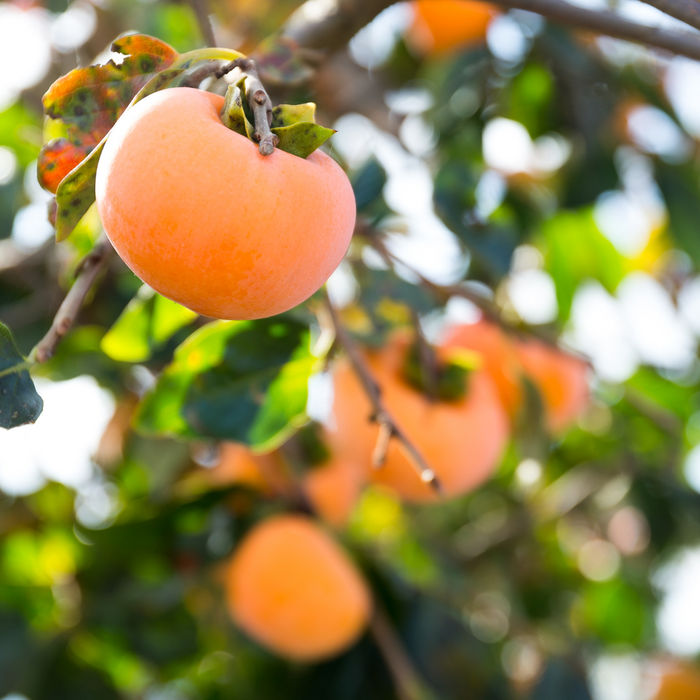 Persimmon Fruit Plant