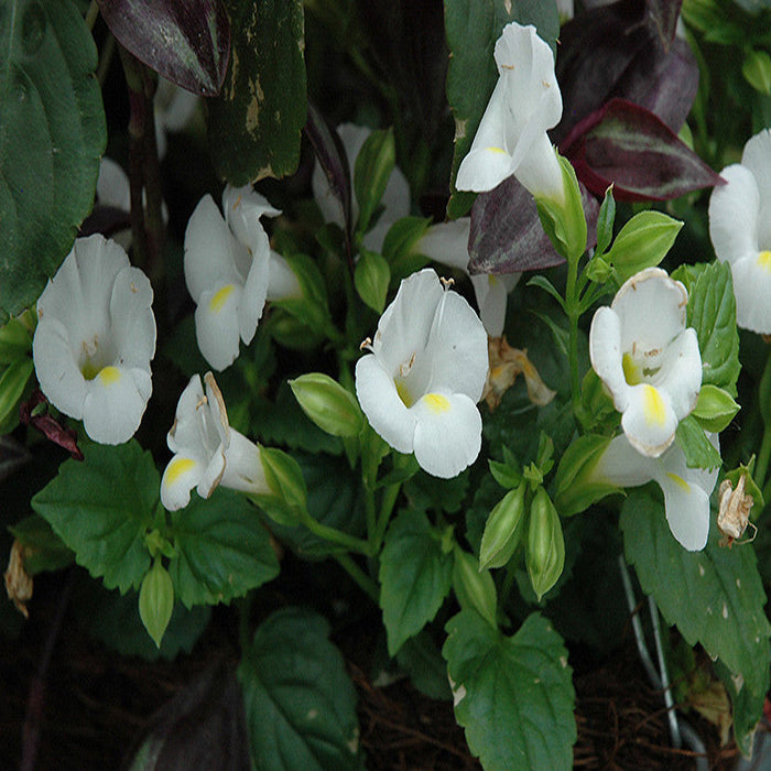 Torenia White- SEASONALS