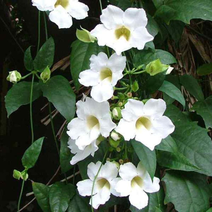 Thunbergia White - Creepers & Climbers