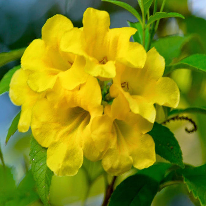 Tecoma gaudichaudi/Yellow Bells- Flowering Shrubs