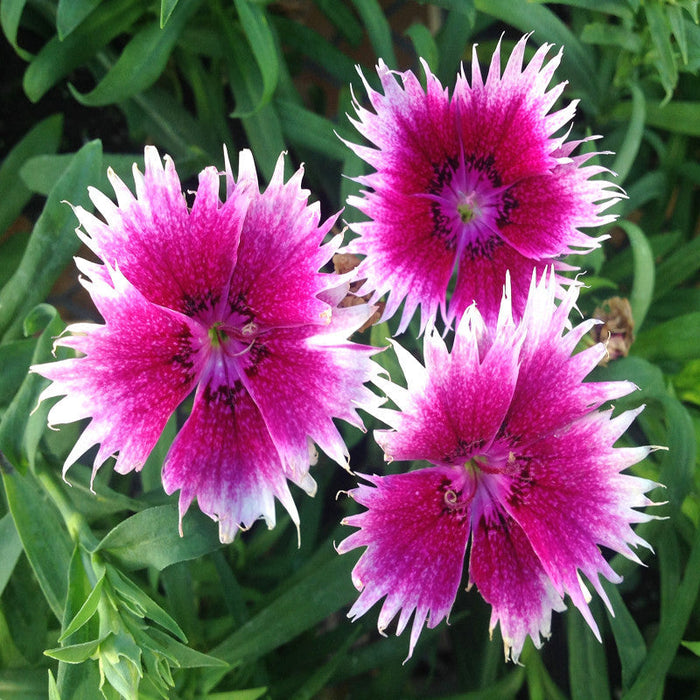 Dianthus Pink-White - SEASONALS