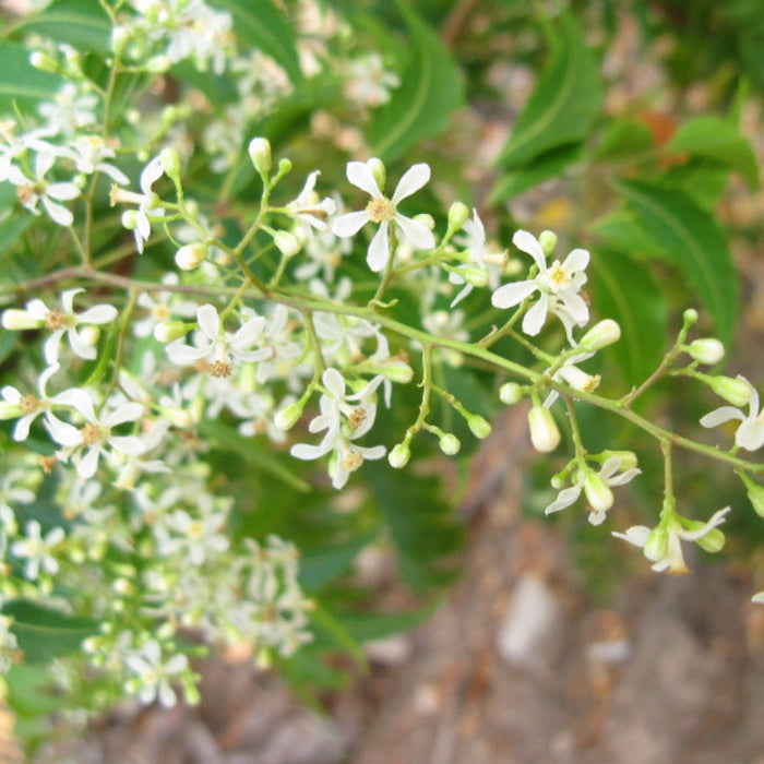 Indian neem tree - Avenue Trees