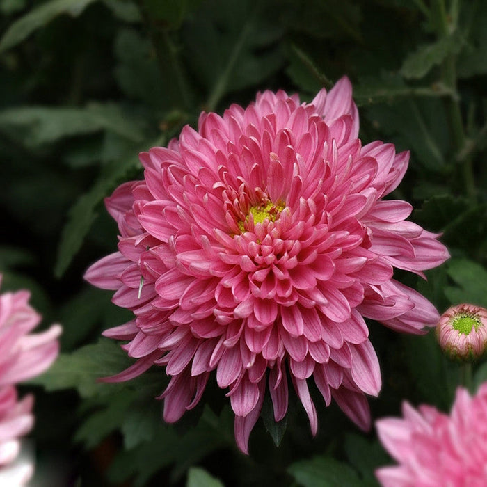 Chrysanthemum Pink - SEASONALS