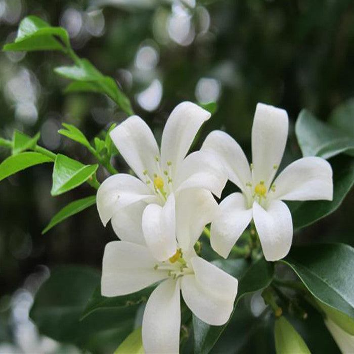 Satin Wood/Madhu Kamini - Flowering Shrubs