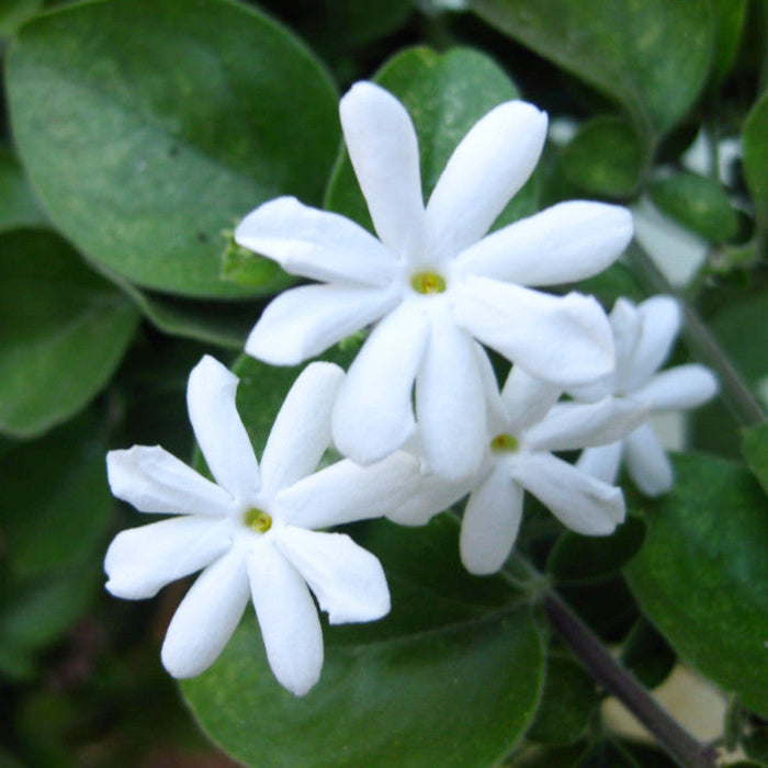 Juhi/Jasminum Auriculatum - Creepers & Climbers