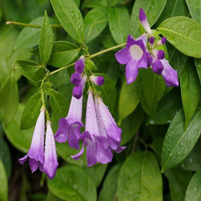 Garlic Creeper - Creepers & Climbers