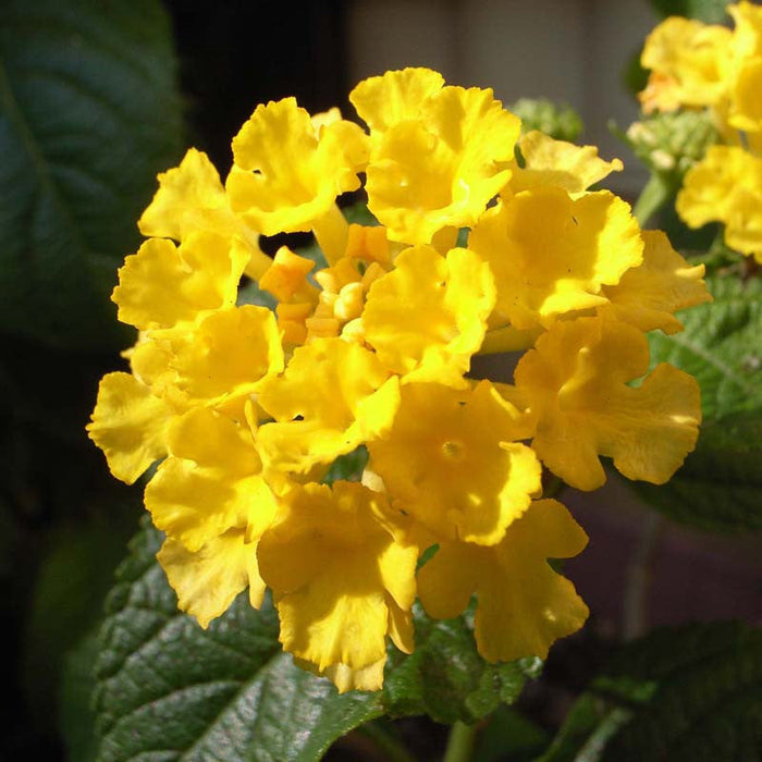 Lantana Yellow - Flowering Shrubs