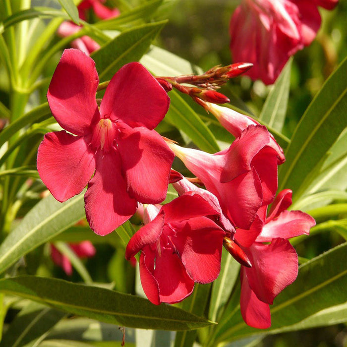 Nerium mini Red Single - Flowering Shrubs