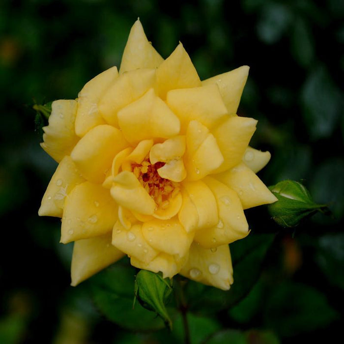 MINIATURE ROSE YELLOW - Flowering Shrubs