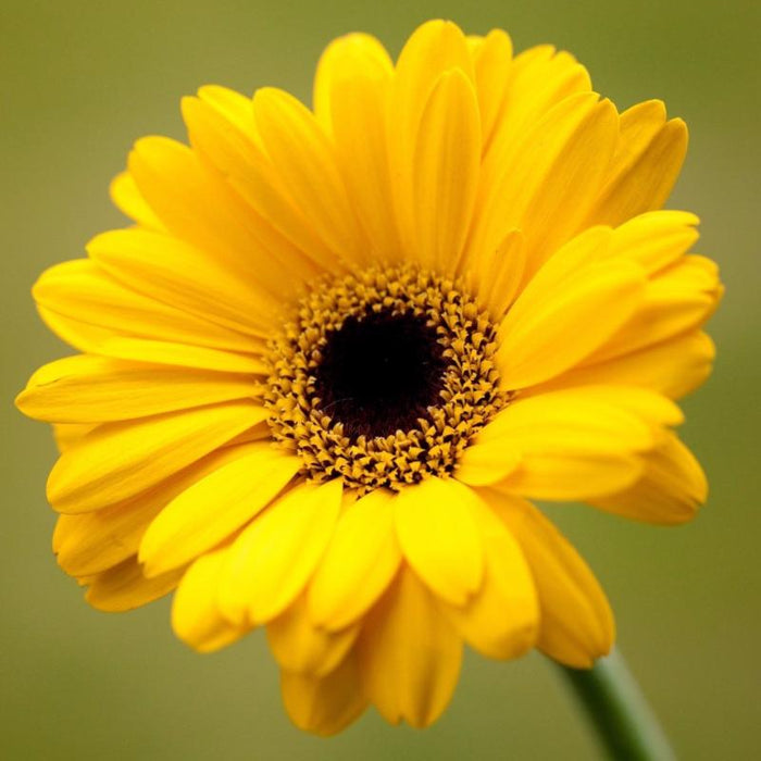 Gerbera Plant Yellow - Flowering Plants