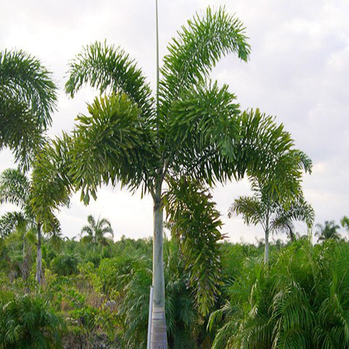 Fox Tail Palm - Palms