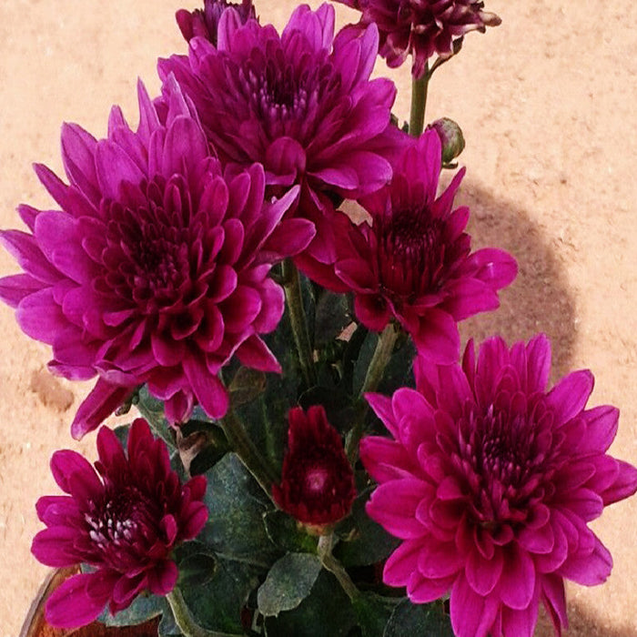 Chrysanthemum Dark Purple - SEASONALS