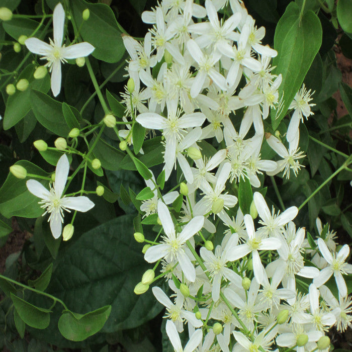 Clematis gourian - Creepers & Climbers