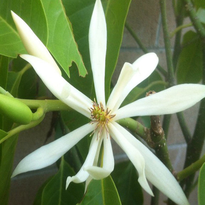 White Champaca / Magnolia alba (Grafted) - Perfuming Plants