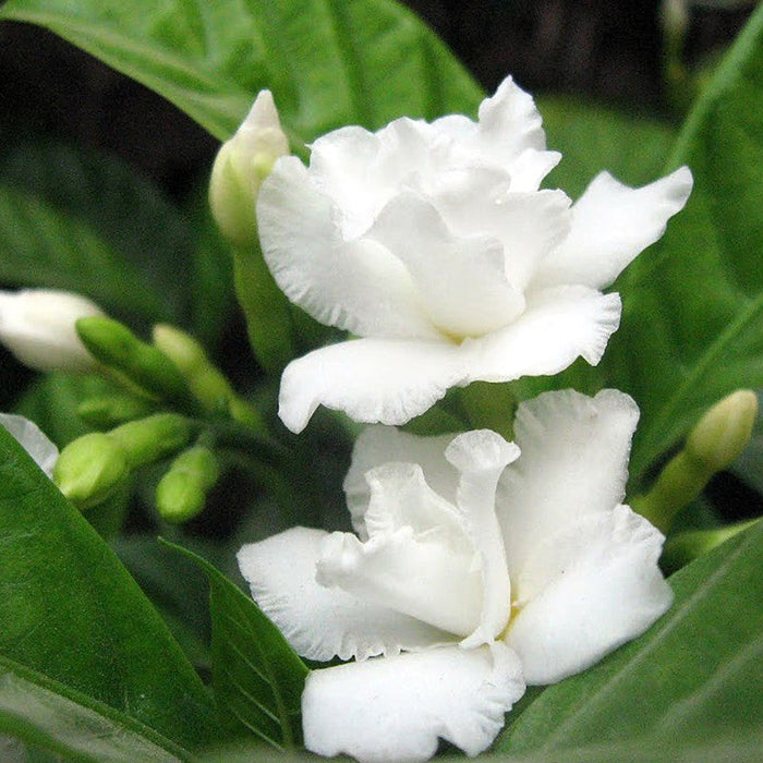 Tagar Double Frills - Flowering Shrubs