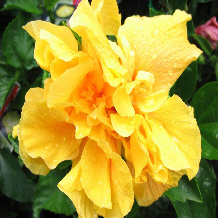 Hibiscus Yellow DOUBLE - Flowering Shrubs