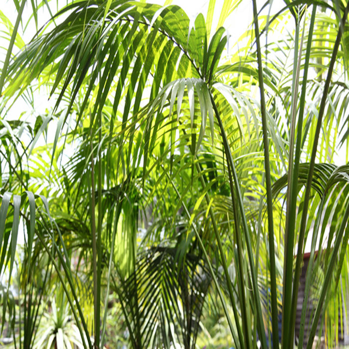 Kentia Forsteriana - Palms