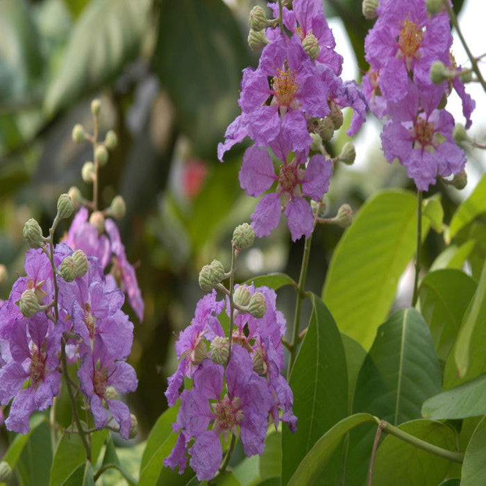 Lagerstroemia Purple / Crape Myrtle Purple - Avenue Trees