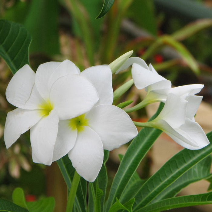 Plumeria pudica/Wild Plumeria - Flowering Shrubs