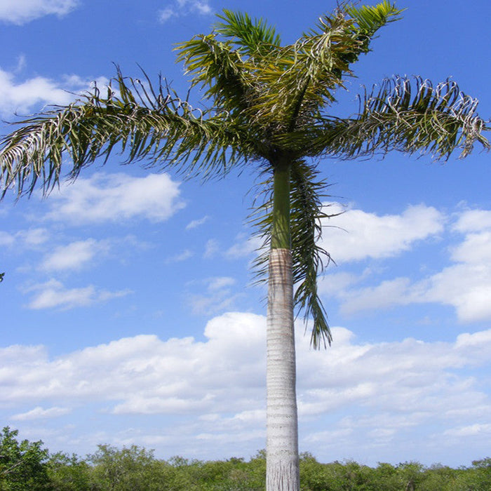 Royal Bottle Palm - Palms