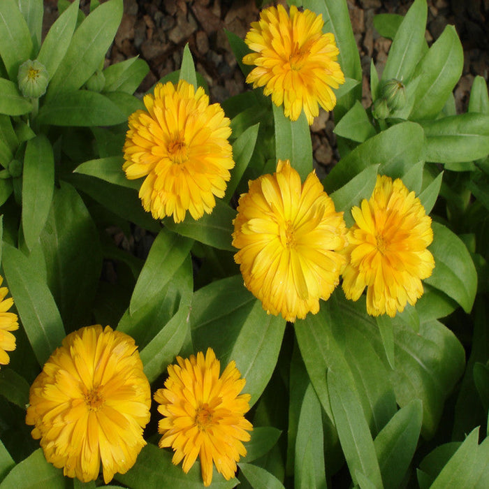 Calendula Yellow- SEASONALS