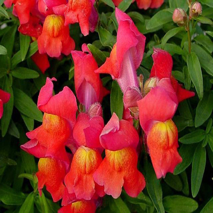 Antirrhinum Red - SEASONALS