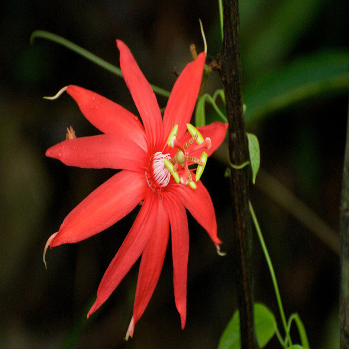 Scarlet Passion Flower red- Creepers & Climbers