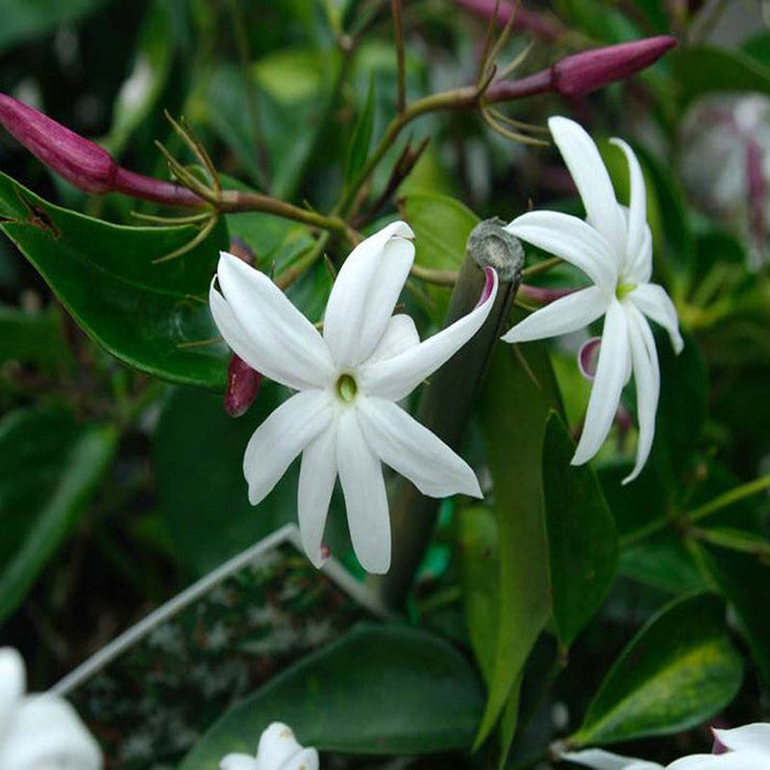 Angel wing jasmine  - Creepers & Climbers