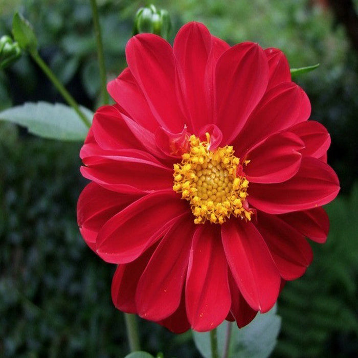 Dahlia Dwarf Red - SEASONALS