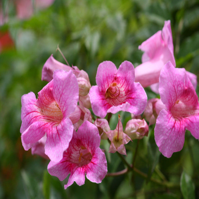 Tecoma Climber Pink - Creepers & Climbers