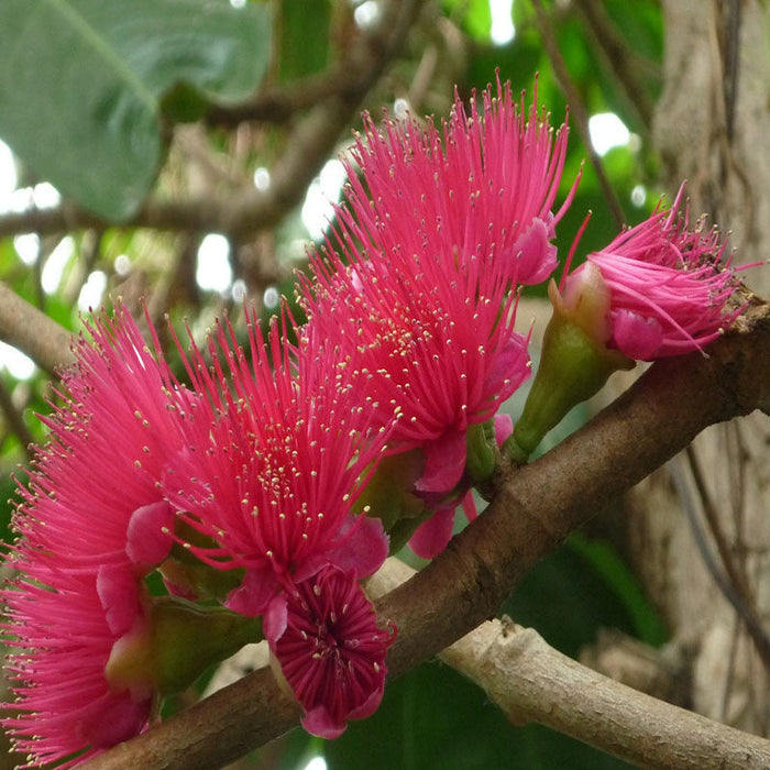 Malay apple- Fruit Plants & Tree