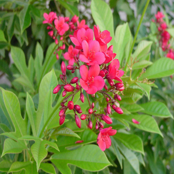 Jatropha red - Flowering Shrubs