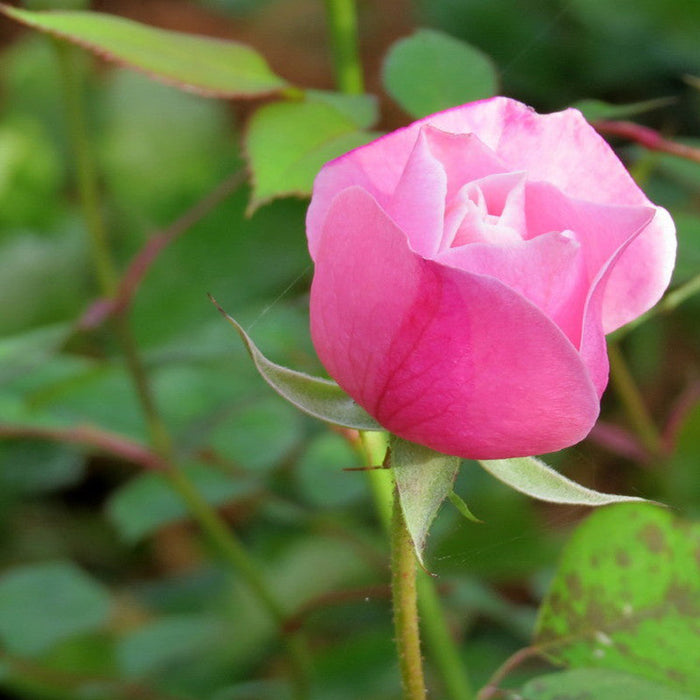 Floribunda Rose - Flowering Shrubs