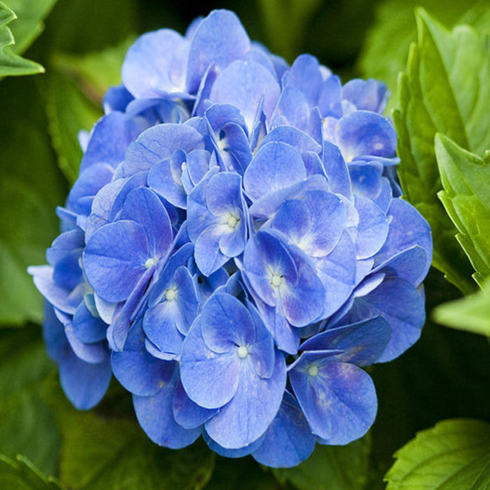 Hydrangea Marcophylla(Blue) - Flowering Shrubs