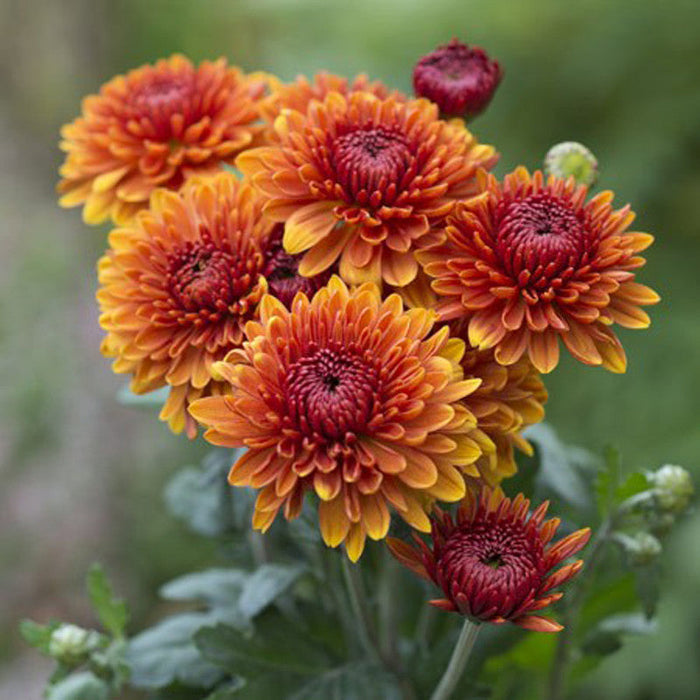 Chrysanthemum Orange - SEASONALS