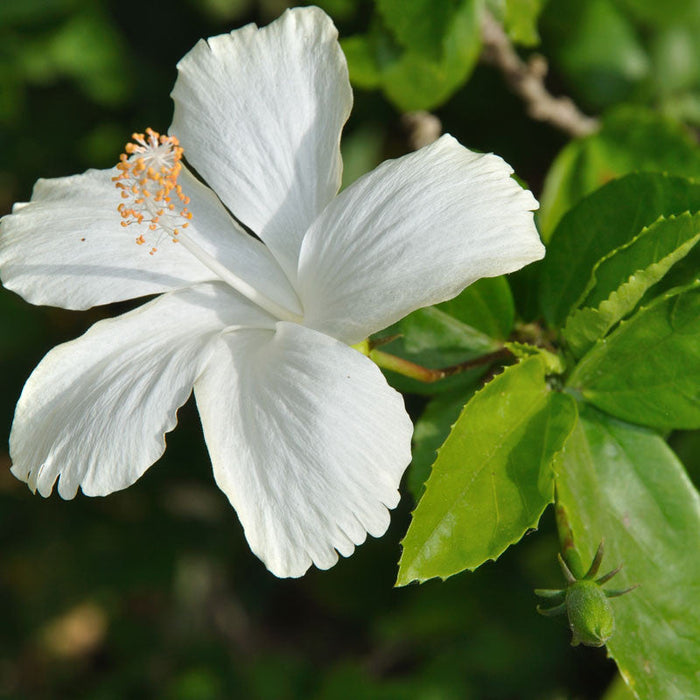 Hibiscus White Desi  - Flowering Plants