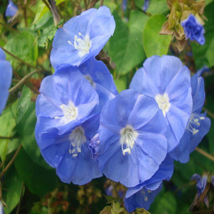 Jacquemontia-Creepers & Climbers