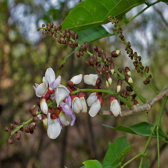 Pongamia/ Indian Beech Tree -Avenue Trees