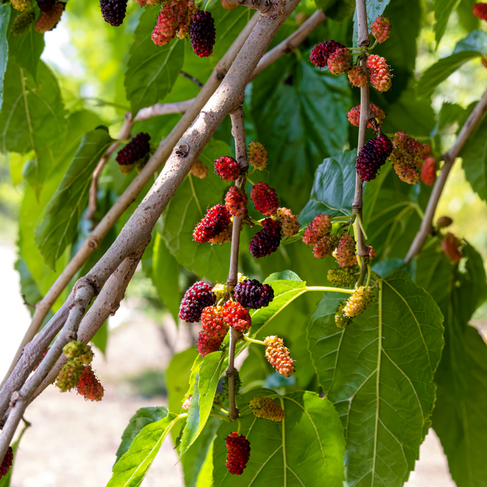 Mulberry - Fruits Plant & Tree