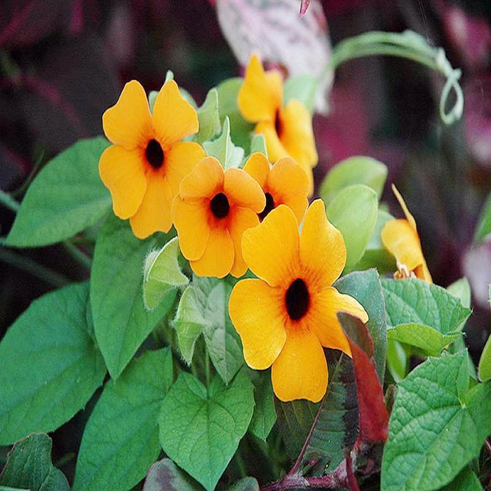 Thunbergia Alata/Black-Eyed Susan- Creepers & Climbers