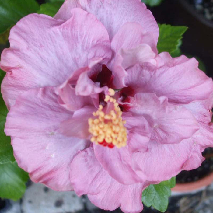 Hibiscus Purple DOUBLE - Flowering Shrubs