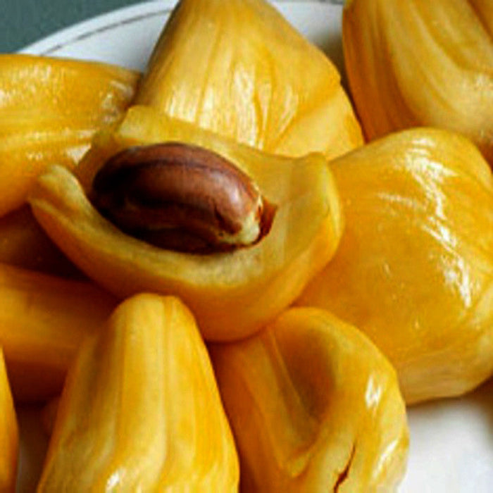 Jack fruit-Honey Panasa(Grafted) - Fruit Plants & Tree