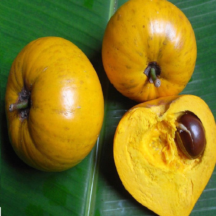 Eggfruit  - Fruit Plants & Tree