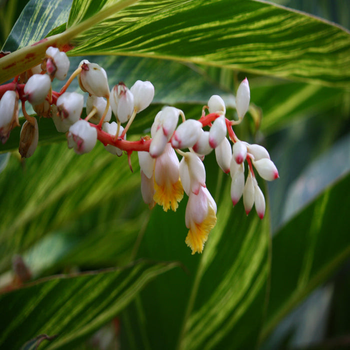 Alpinia Zerumbet - Ornamental Shrubs