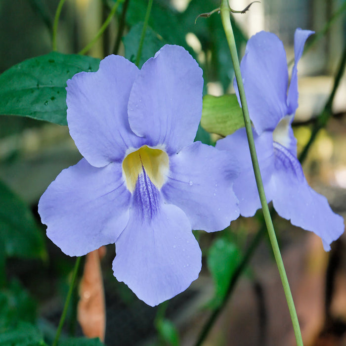 Thunbergia Grandiflora- Creepers & Climbers