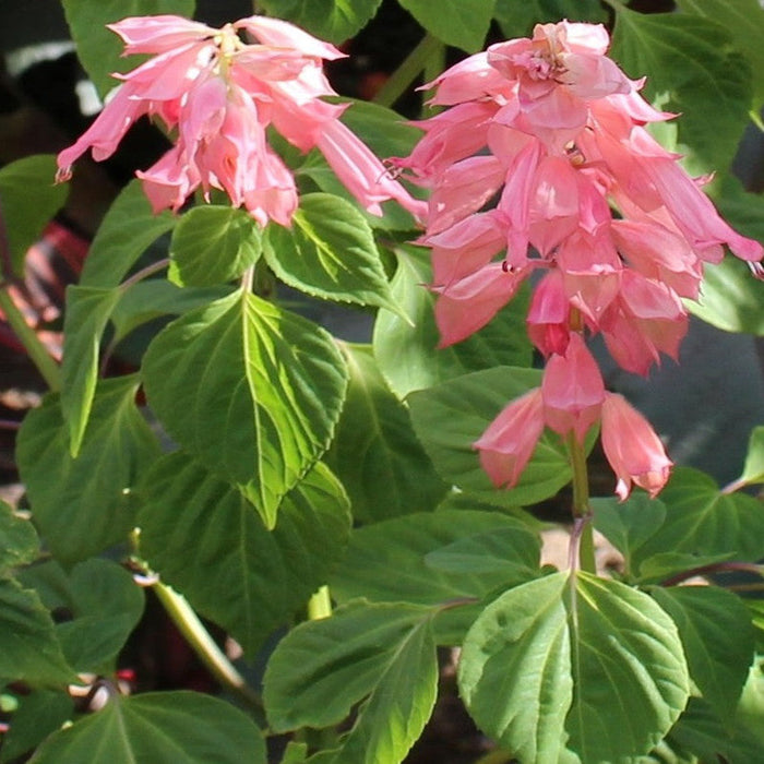 Salvia Pink - SEASONALS