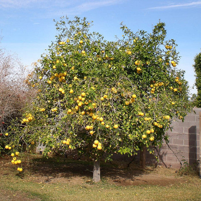 Grape Fruit Hybrid Red - Fruit Plants & Tree