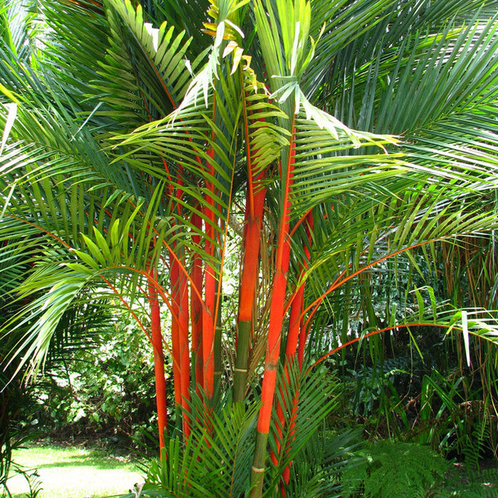 Cyrtostachys Renda C.lakka - Palms