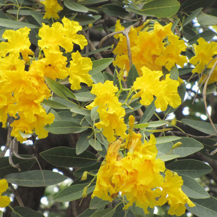 Tabebuia Argentea - Avenue Trees